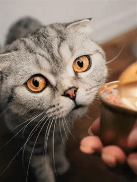 How Long Can Your Cat Last Without Food? - The Discerning Cat
