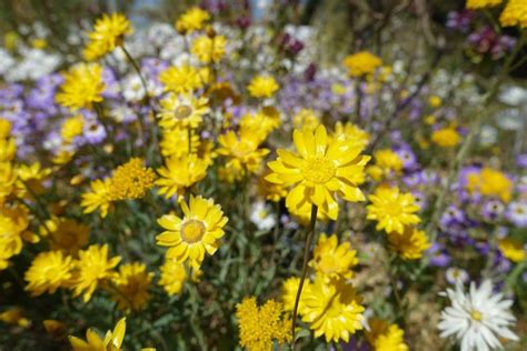 WA's Wonderful Wildflower Season - Nature Play WA