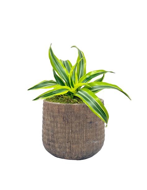 Slip Live Dracaena Lemon Surprise Plant Plants Bulbs And Seeds At