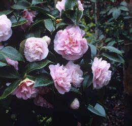 Camellia Japonica Debutante Tree Trees And Shrubs Tree Shrubs