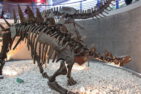 Tuojiangosaurus Multispinus Beijing Natural History Museum Flickr