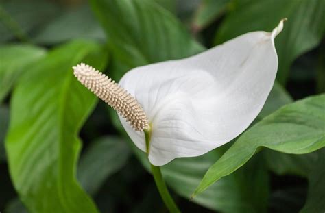 Spathiphyllum A Planta Que Mais Oxigena Os Ambientes