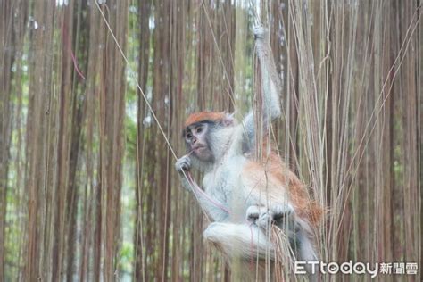 26hrs後再被目擊！紅猴男道脫逃認疏失 動物園設7誘捕籠盼尋回 Ettoday寵物雲 Ettoday新聞雲