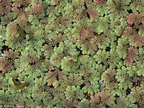 Azolla microphylla (Mexican Mosquito Fern): Minnesota Wildflowers