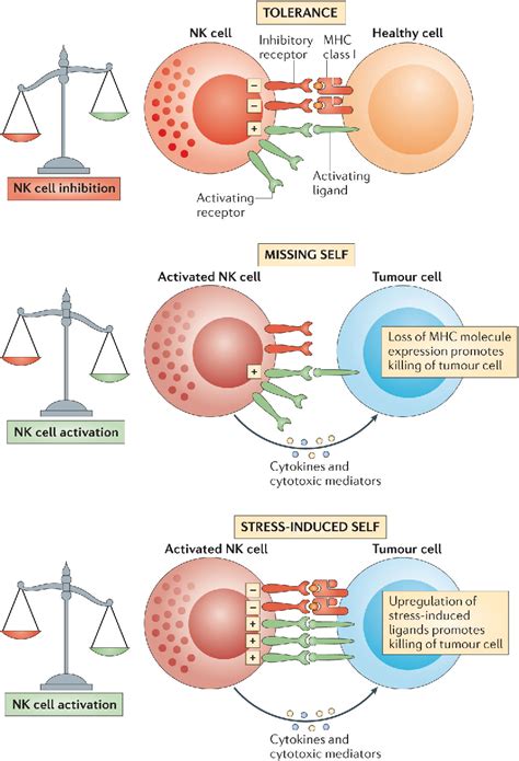 Targeting Natural Killer Cells And Natural Killer T Cells In Cancer