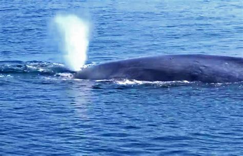 Dramatic blue whale rescue unfolds off Californian coast - Animalogic