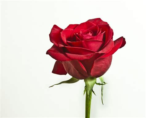 Single Rose Flower Image Hd | Best Flower Site