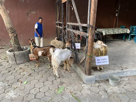 Pelaksanaan Penyembelihan Kambing Qurban Pada Hari Raya Idul Adha