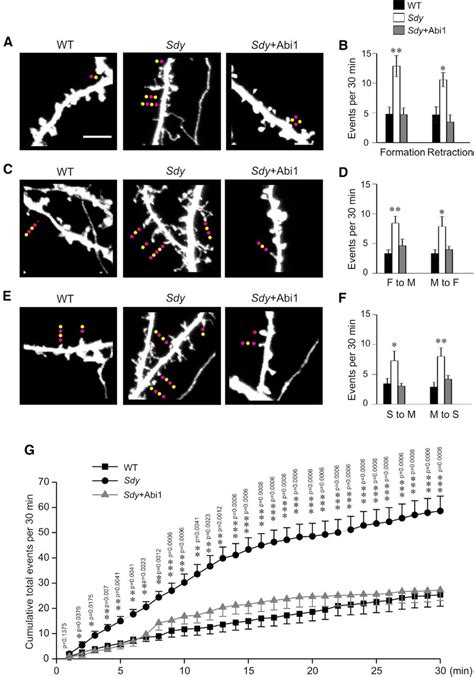 The Schizophrenia Susceptibility Gene Dysbindin Regulates Dendritic