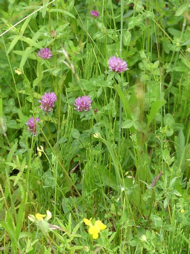 Belegbild Gew Hnlicher Wiesen Klee Trifolium Pratense Sub Flickr