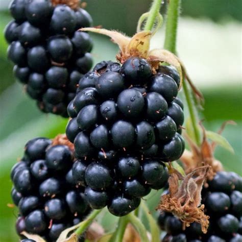 Rubus Fruticosus Geante Des Jardins Mûre Sans épines à Gros Fruits Sucrés