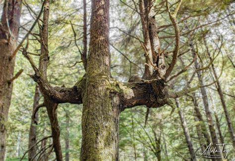 marker trees guides   wilderness atala toy nature beings