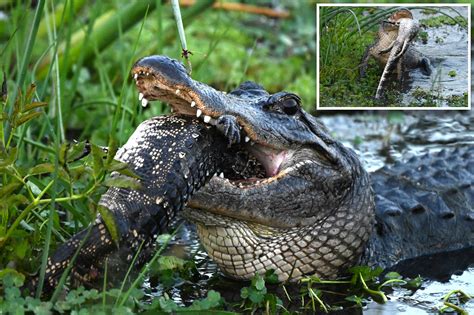 Florida alligator eating another alligator is captured by photographer - seemayo