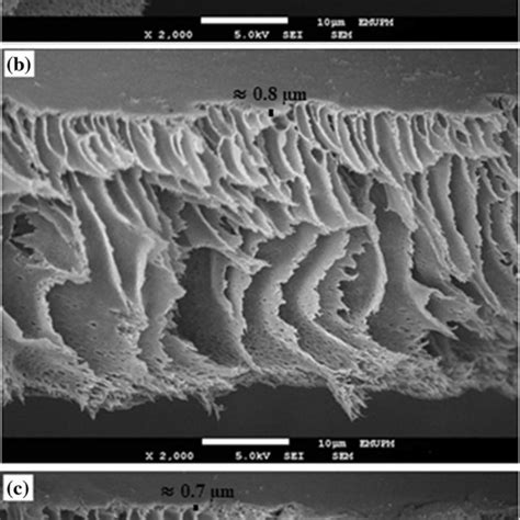 Sem Cross Sectional Images Of Psf Ca Blend Membranes M With