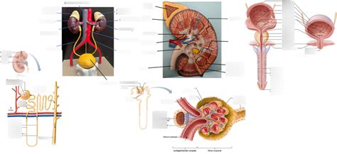 BIO 244 Urinary Diagram Quizlet