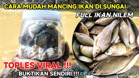 Cara Dan Umpan Ikan Nilem Paling Jitu Tehnik Pengumpul Ikan Nilem