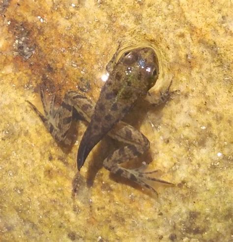 A Frog Sitting On The Ground With Its Eyes Closed