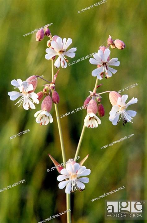 White Campion Silene Latifolia Subsp Alba Stock Photo Picture And