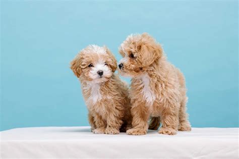 How Much Does A Maltipoo Cost Updated