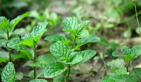 peppermint plant facts features growth  care tips