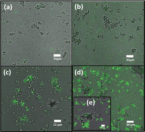 Merged Dic Confocal Confocal Fluorescence Images Of S Aureus