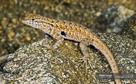 Side-Blotched Lizard — natural, side blotched lizard - Stock Photo ...