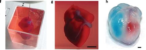 Scientists Have Created World S First 3D Printed Heart Using Patient S