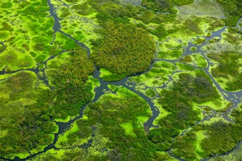 Zambezian Flooded Grasslands One Earth