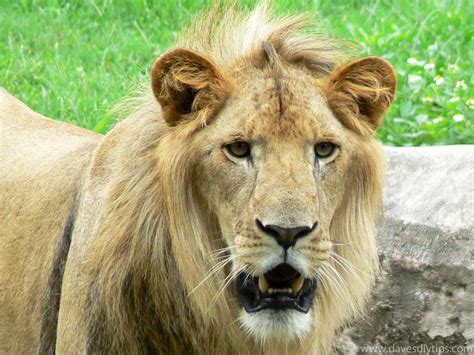 Lion - PHOTO N FACT