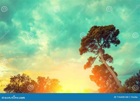 Silhouette of a Pine Tree Against Sunset Sky Stock Photo - Image of ...