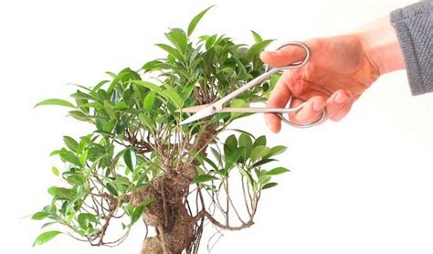 How to make a pruning Ficus benjamina, pruning and shaping