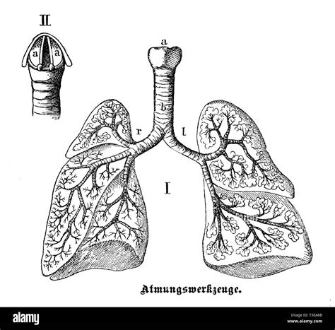 Human Respiratory System Diagram Black And White