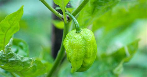 Ghost Pepper Growing & Care Guide - The Garden Magazine