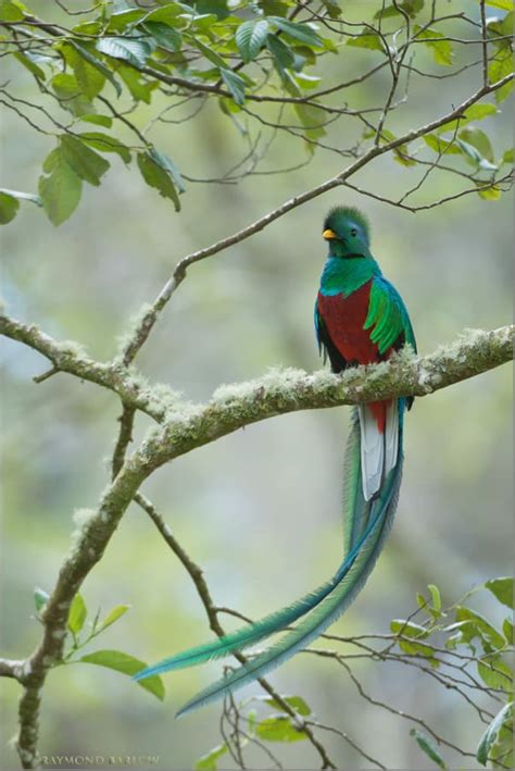 Resplendent Quetzal Focusing On Wildlife