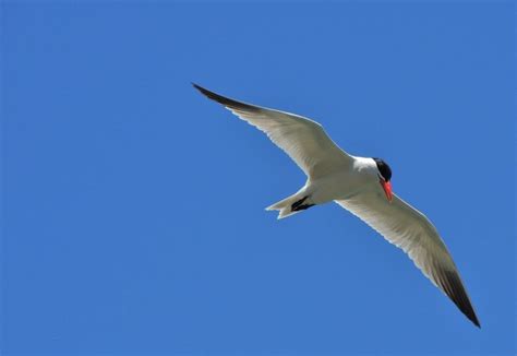 Caspian Tern-5 – My Bird of the Day