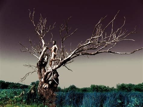 Wallpaper Landscape Nature Grass Sky Branch Nude Barren Tree