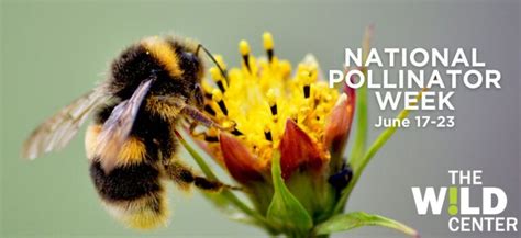 National Pollinator Week - The Wild Center