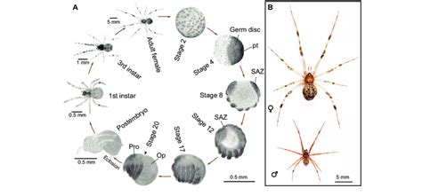 Spider Life Cycle Diagram Wolf Spider