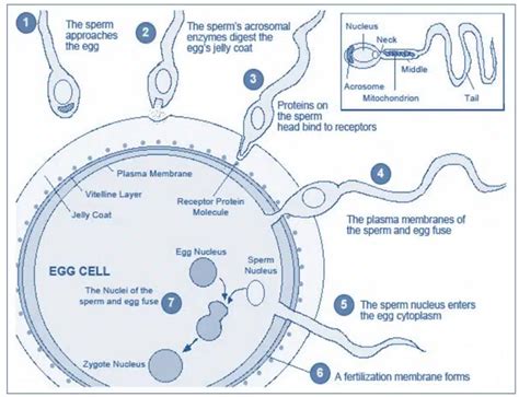 fertilization process double fertilization process significance