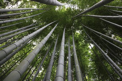 Booming Bamboo shows the (re)discovery of a sustainable material with ...