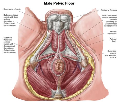 What Pelvic Floor Muscles Are In Control Of Erection And Ejaculation Pelvic Health Physical