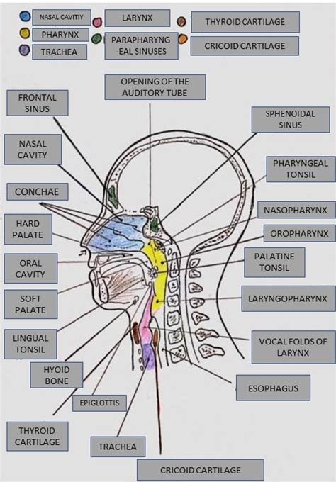 The Figure Below Is A Sagittal View Of The Upper Respiratory Quizlet