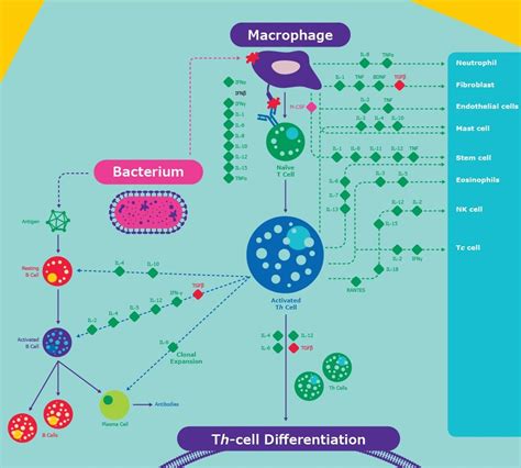 Multiplex Inflammation Signaling Milliplex Assays