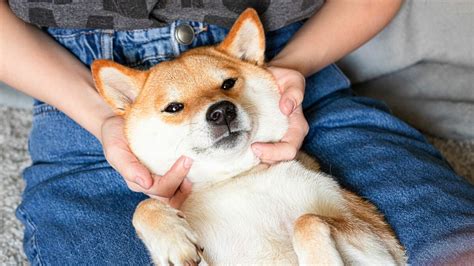 ｢シッポを振る犬は喜んでいる｣には根拠がない科学的エビデンスにもとづく犬の正しい接し方 この20年の研究で多くの常識が覆された 4ページ目