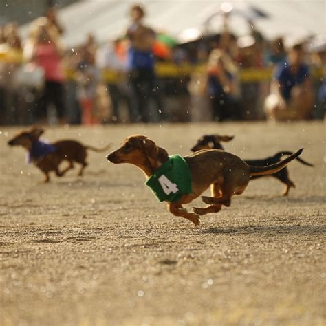 Wiener Dog Race - Grand River Raceway