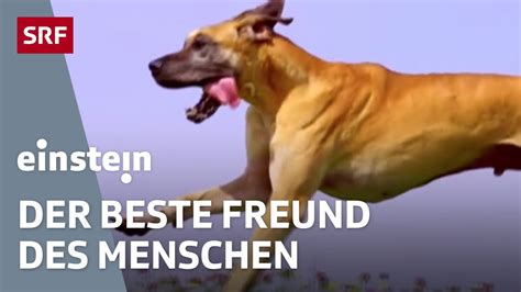 Der Hund Der Beste Freund Des Menschen Einstein Srf Youtube