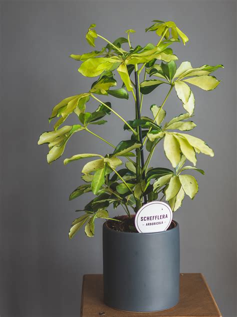 Шеффлера Мелани - Botanic Craft | Цветы и растения в Хабаровске