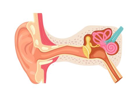 Anatomía Del Oído Humano Estructura Interna De Las Orejas Ilustración Vectorial Médica 8569991