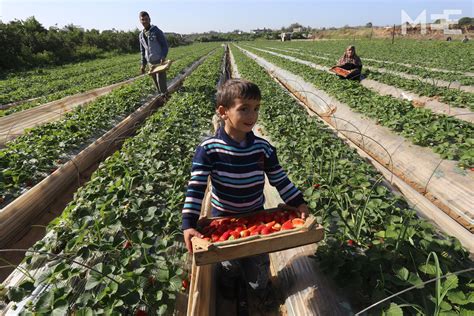 The strawberry farmers of Gaza prepare crops for export | Middle East Eye