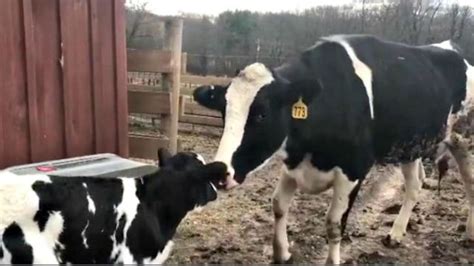 Mucca Incinta Fugge Da Un Camion Che La Stava Portando Al Macello E Da